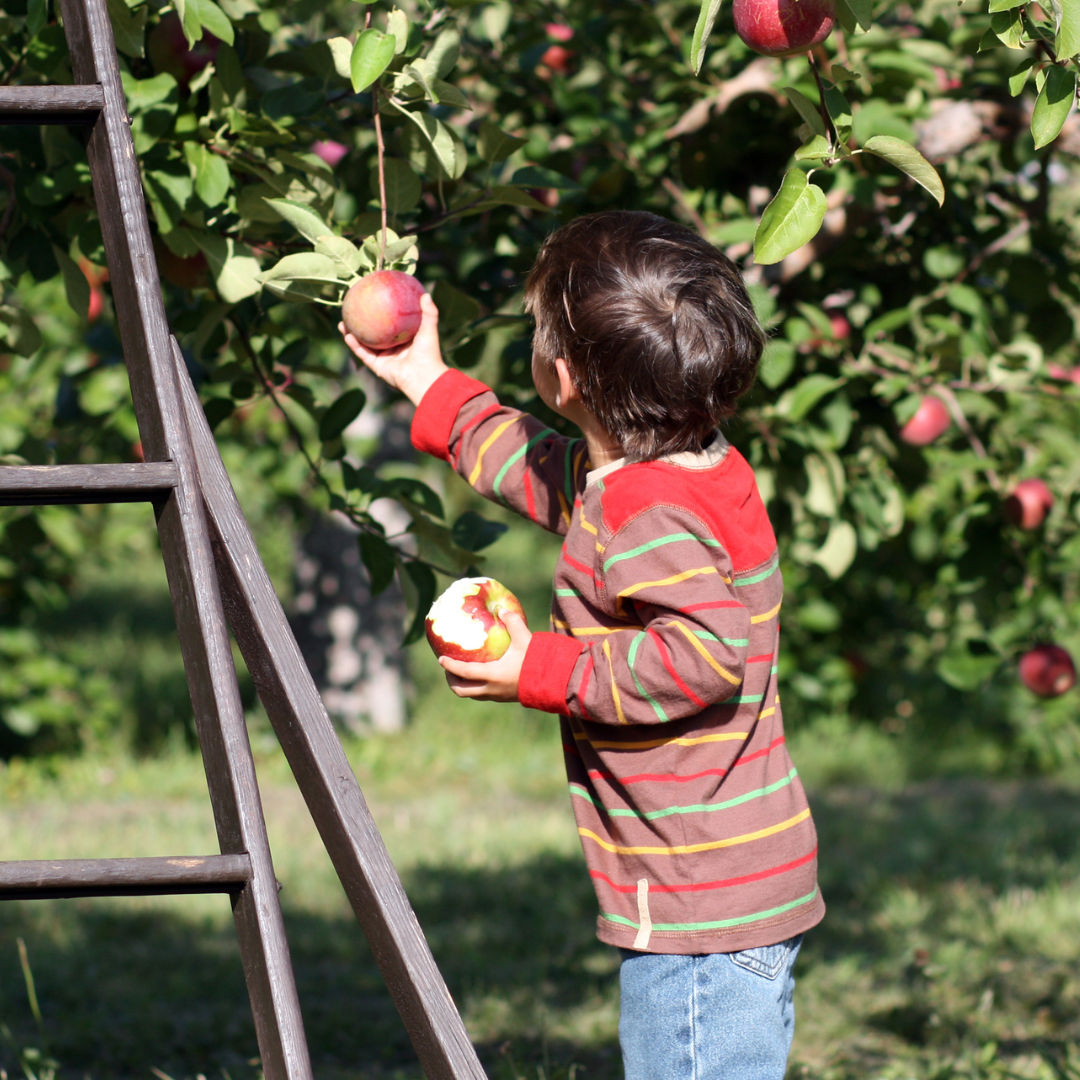 Young child picking apples from a tree