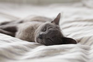 gray cat sleeping