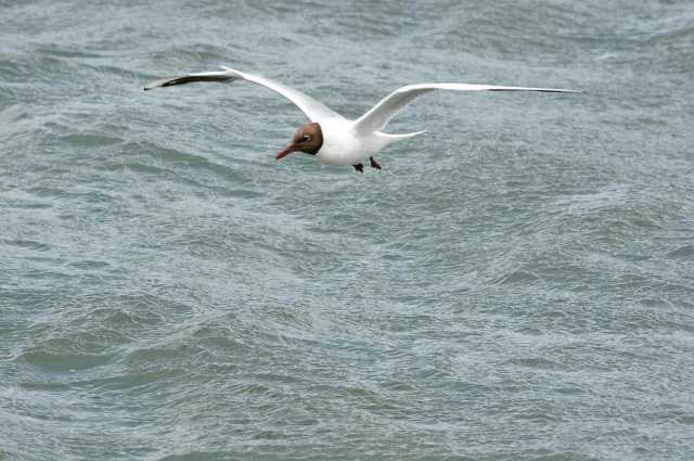 bird flying over water